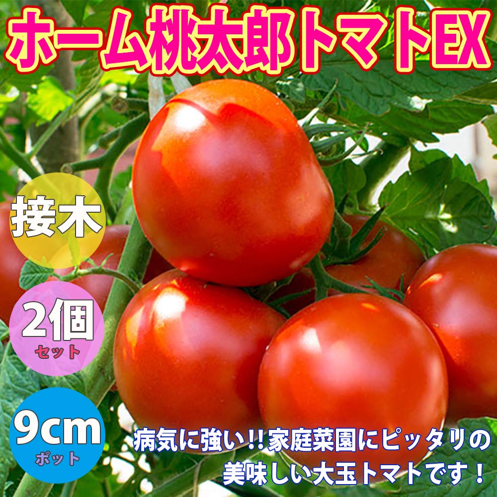 Amazon.co.jp: ITANSE トマト苗 ホーム桃太郎トマトEX(大玉